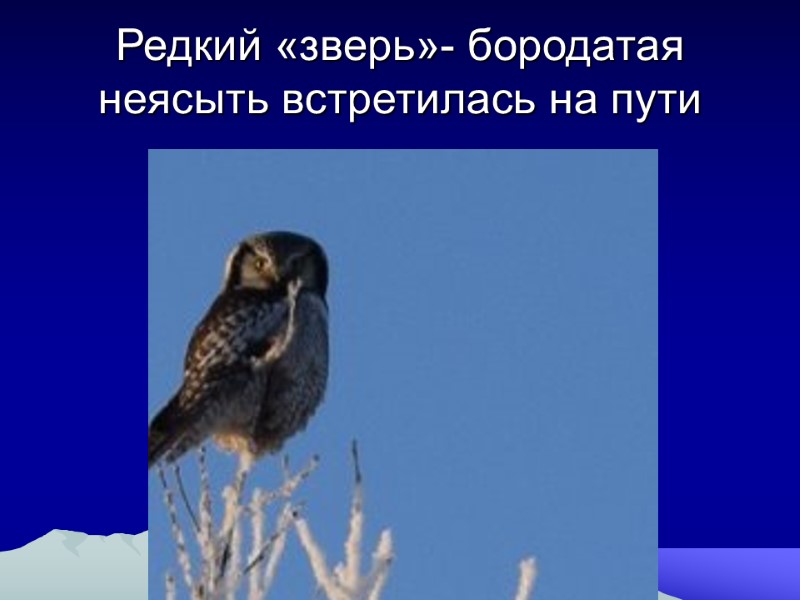 Редкий «зверь»- бородатая неясыть встретилась на пути